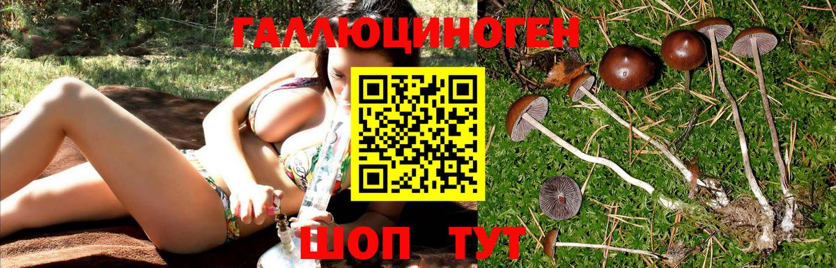 Зерноград  Галлюциногенные грибы GOLDEN TEACHER  Вход с VPN 